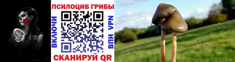 Купить где  Клинцы  Псилоцибиновые грибы Magic Shrooms 